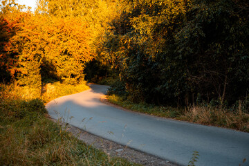 Autumn Forest with Golden Leaves