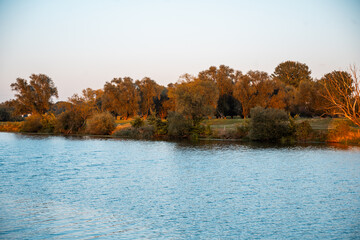 Autumn Forest with Golden Leaves