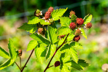 unripe red blackberry fruit on bush.