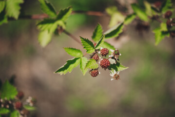 unripe red blackberry fruit on bush.