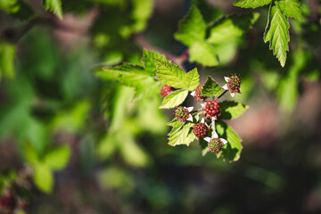 unripe red blackberry fruit on bush.