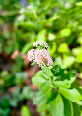 Showy Stonecrop Flower With Bee