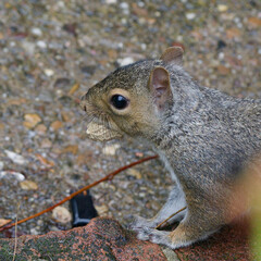 Grey squirrel with a nut in its mouth