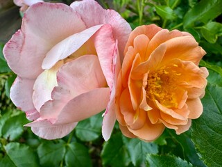 Fototapeta premium close-up of an orange peony flower on a sunny summer day 
