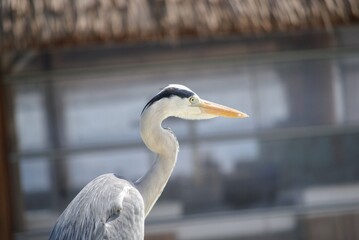 An Ardea cinerea, also known as Gray Heron, that I used to find near the shore of the beach of an...