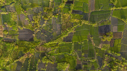 plantação vista de cima