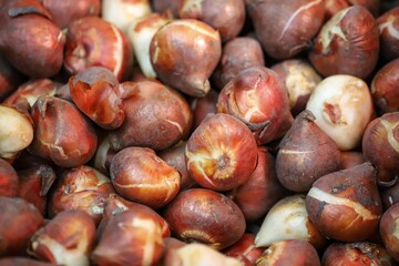 Tulip bulbs ready for planting, background. Close up.