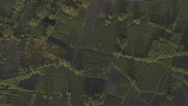texturas da planta&ccedil;&atilde;o agricultura