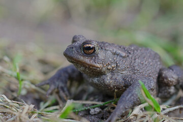 Close up of a male European common toad , Bufo bufo in the garden