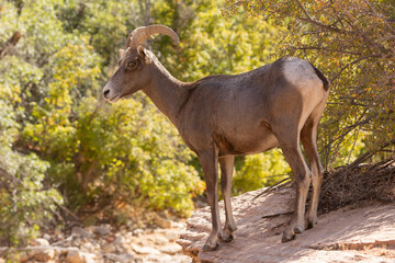 A desert bighorn sheep ewe stands on a rocky ledge overlooking a dry wash on a hot summer day in Zion Nat. Park, Utah, USA