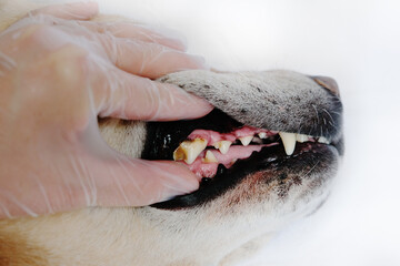 Tartar in a dog. Examination by a doctor. White background