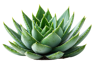A close-up image of a vibrant green Aloe Vera plant  on its fleshy, pointed leaves isolated on white background.

