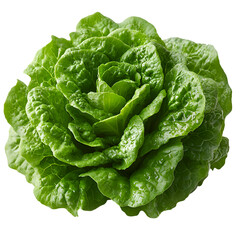 Obraz premium A fresh, whole head of green lettuce, isolated on a transparent background.