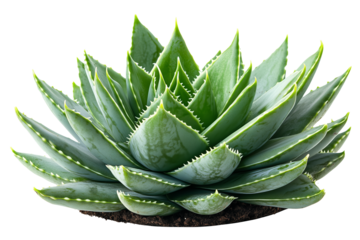 A close-up image of a vibrant green Aloe Vera plant  on its fleshy, pointed leaves isolated on white background.

