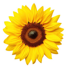 Fototapeta premium PNG Sunflower plant white background inflorescence.