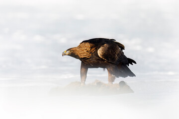 Hunter with caught prey. Golden eagle, Aquila chrysaetos, tears killed red fox, Vulpes vulpes. Wild...