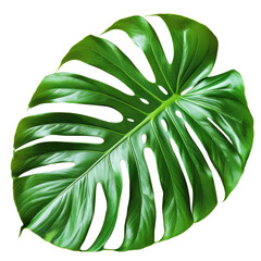 A vibrant green monstera leaf with distinct splits and lush texture, perfect for botanical, nature, and tropical-themed designs or backgrounds. © Miso Ai