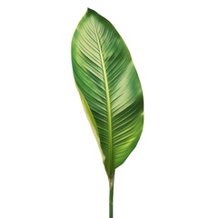 Obraz premium Close-up of a single, vibrant green tropical leaf with detailed texture on a white background, perfect for nature and botanical themes.