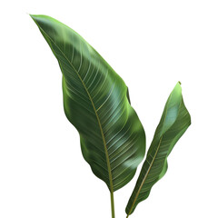 Green banana leaves isolated on white background. Tropical foliage for natural and vibrant designs. Vector illustration.