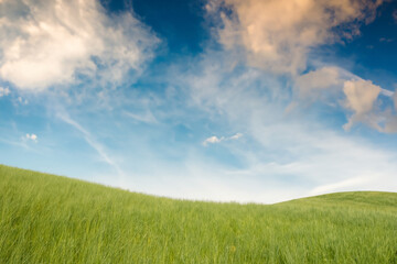 Lush green field with a bright blue sky and fluffy white clouds.