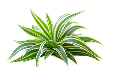 Obraz premium Close-up image of a vibrant spider plant (Chlorophytum comosum) featuring bright green and white variegated leaves.