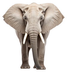 Fototapeta premium PNG Elephant wildlife animal mammal.