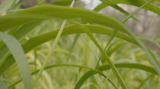 moving between the clivia leaves.