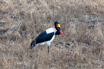 Saddle-billed Stork