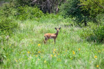 Steenbok standing in a grassy area