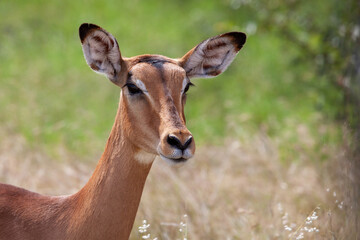 Impala, portrait, head shot