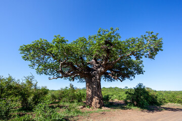 Fototapeta premium Baobab tree in South Africa