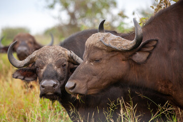Two Buffalo, heads