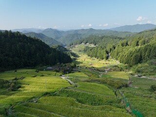 四谷千枚田、夏の早朝の風景を空撮