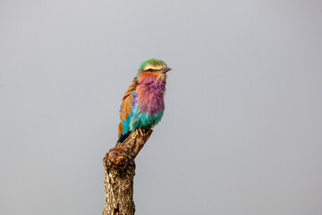 Lilac Breasted Roller isolated against grey sky