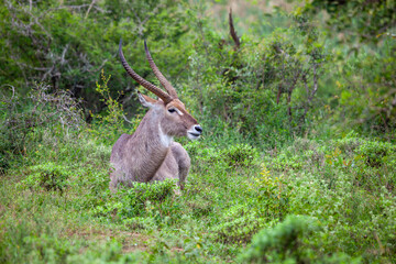 Water Buck sitting on the ground