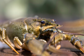 live river crayfish on a wooden table at a picnic