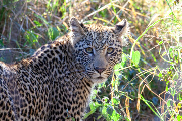 Young Leopard head and face