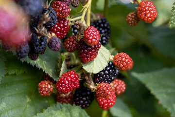 blackberry on a bush during ripening,a group of unripe blackberry berries on a bush in summer