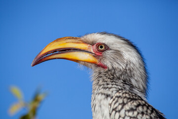 Southern Yellow-billed Hornbill head portrait, side profile