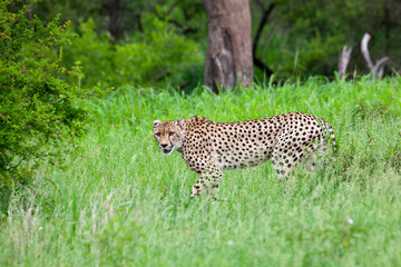 Cheetah walking through grass 