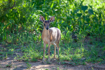 Sharpe's Grysbok