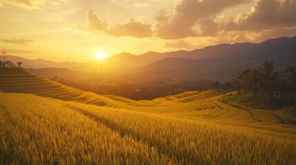 Obraz premium Golden Sunset Over Rice Terraces