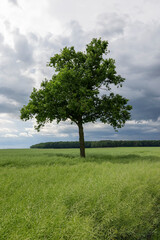 Fototapeta premium a tree growing in a rapeseed field in cloudy weather