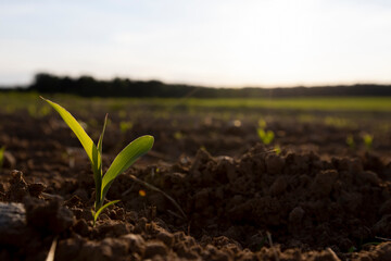 sunset in a field with young corn sprouts in a fertile field