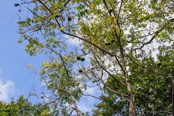 Fall arrives, seasonal fruits like walnut or chestnut trees start to produce their fruits. Walnut fruits produce distinct smell. Chestnut or hazelnut does not. Foraging season for squirrel, chipmunk