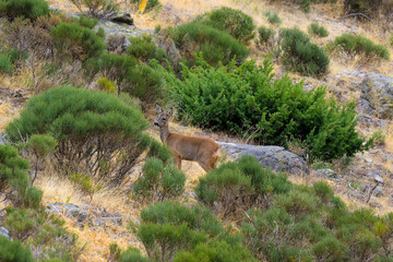Un corzo en la montaña de Guadarrama