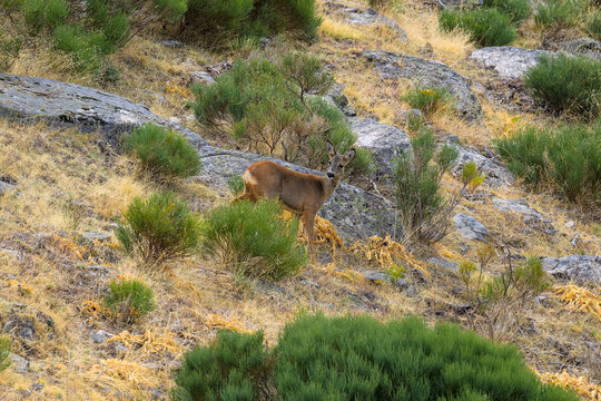 Un corzo en la monta&ntilde;a de Guadarrama