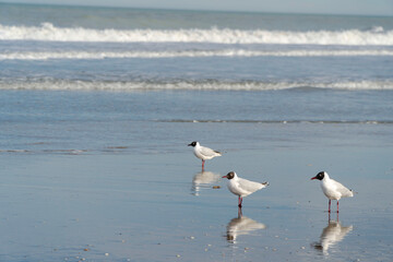 Gaviotas en la playa