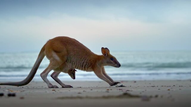 baby kangaroo in mother's pouch. Wild wallaby kangaroo by the sea at seaside beach at Cape Hillsborough National Park, Queensland at sunrise. Cinematic nature documentary