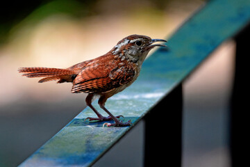 Carolina Wren Perched On Railing-6977